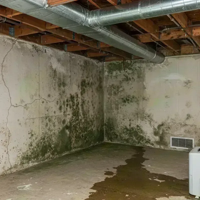 Professional Mold Removal in Bellevue, KY